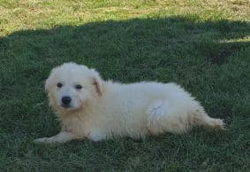 Chiots de race Berger blanc suisse à vendre chez l'éleveur DU PALAIS DES PAPES