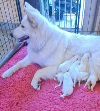 Chiots de race Berger blanc suisse à vendre chez l'éleveur EL DU FLO DES ROSES