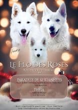 Chiots de race Berger blanc suisse à vendre chez l'éleveur EL DU FLO DES ROSES