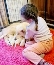 Chiots de race Berger blanc suisse à vendre chez l'éleveur EL DU FLO DES ROSES