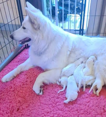 Image de la portée de chiot de l'élévage EL DU FLO DES ROSES