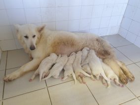 Chiots de race Berger blanc suisse à vendre chez l'éleveur DU PALAIS DES PAPES