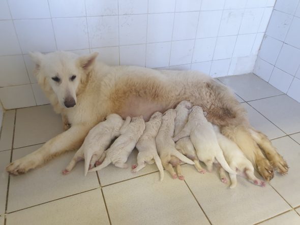 Image de la portée de chiot de l'élévage DU PALAIS DES PAPES