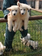 Chiots de race Berger blanc suisse à vendre chez l'éleveur DU PALAIS DES PAPES