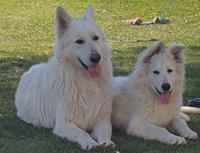 Chiots de race Berger blanc suisse à vendre chez l'éleveur DU PALAIS DES PAPES