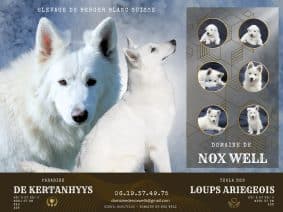 Chiots de race Berger blanc suisse à vendre chez l'éleveur DOMAINE NOX WELL