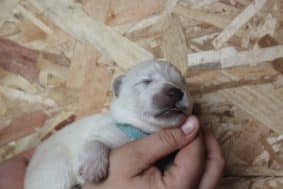 Chiots de race Berger blanc suisse à vendre chez l'éleveur DOMAINE NOX WELL