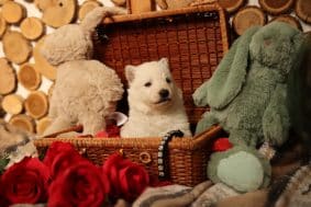 Chiots d'apparence Berger blanc suisse à vendre chez l'éleveur DOMAINE DE JAVA