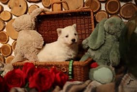 Chiots d'apparence Berger blanc suisse à vendre chez l'éleveur DOMAINE DE JAVA