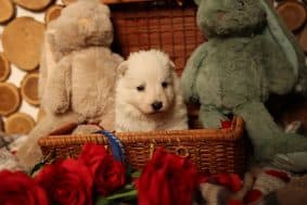 Chiots d'apparence Berger blanc suisse à vendre chez l'éleveur DOMAINE DE JAVA