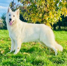 Chiots de race Berger blanc suisse à vendre chez l'éleveur GAEC DU DOMAINE DE CRISKA