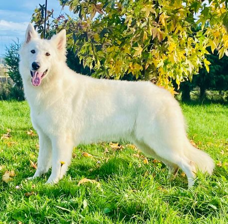 Image de la portée de chiot de l'élévage GAEC DU DOMAINE DE CRISKA