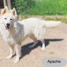 Chiots de race Berger blanc suisse à vendre chez l'éleveur GAEC DU DOMAINE DE CRISKA