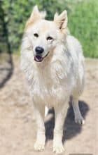 Chiots de race Berger blanc suisse à vendre chez l'éleveur GAEC DU DOMAINE DE CRISKA