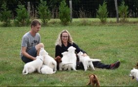 Chiots de race Berger blanc suisse à vendre chez l'éleveur GAEC DU DOMAINE DE CRISKA