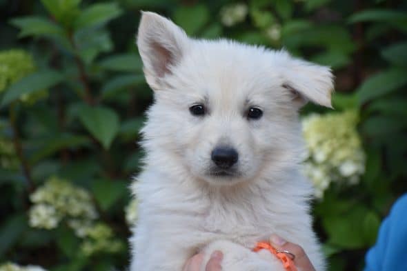 Image de la portée de chiot de l'élévage GAEC DU DOMAINE DE CRISKA