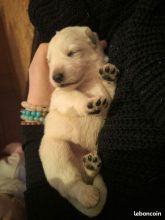 Chiots de race Berger blanc suisse à vendre chez l'éleveur L’ELEVAGE DE L’ANGE ETOILEE