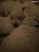 Chiots de race Berger blanc suisse à vendre chez l'éleveur L’ELEVAGE DE L’ANGE ETOILEE