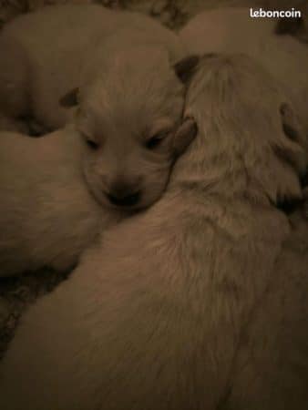 Image de la portée de chiot de l'élévage L’ELEVAGE DE L’ANGE ETOILEE