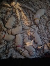 Chiots de race Berger blanc suisse à vendre chez l'éleveur L’ELEVAGE DE L’ANGE ETOILEE