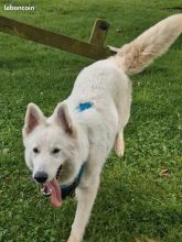 Chiots de race Berger blanc suisse à vendre chez l'éleveur L’ELEVAGE DE L’ANGE ETOILEE