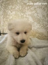 Chiots de race Berger blanc suisse à vendre chez l'éleveur L’ELEVAGE DE L’ANGE ETOILEE