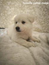 Chiots de race Berger blanc suisse à vendre chez l'éleveur L’ELEVAGE DE L’ANGE ETOILEE