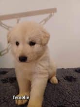 Chiots d'apparence Berger blanc suisse à vendre chez l'éleveur des chtis loulou