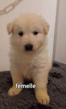 Chiots d'apparence Berger blanc suisse à vendre chez l'éleveur des chtis loulou