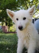 Chiots d'apparence Berger blanc suisse à vendre chez l'éleveur des chtis loulou