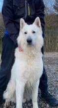 Chiots d'apparence Berger blanc suisse à vendre chez l'éleveur des chtis loulou