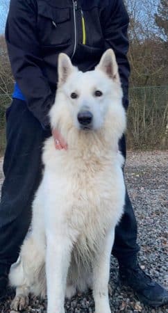 Image de la portée de chiot de l'élévage des chtis loulou