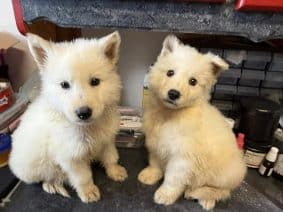 Chiots d'apparence Berger blanc suisse à vendre chez l'éleveur des chtis loulou