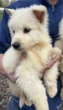 Chiots d'apparence Berger blanc suisse à vendre chez l'éleveur des chtis loulou