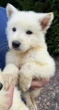 Chiots d'apparence Berger blanc suisse à vendre chez l'éleveur des chtis loulou