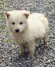 Chiots d'apparence Berger blanc suisse à vendre chez l'éleveur des chtis loulou