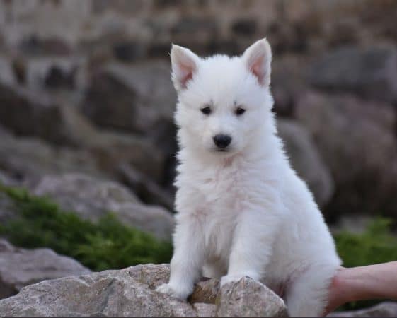 Image de la portée de chiot de l'élévage GAEC DU DOMAINE DE CRISKA