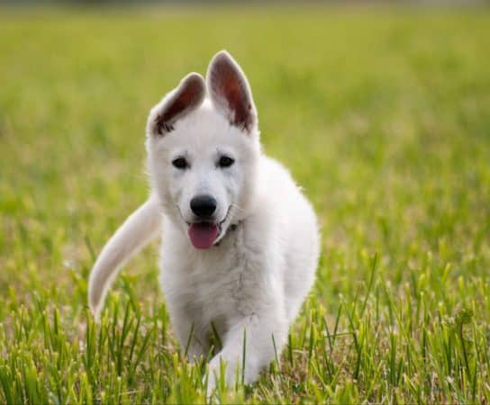 Image de la portée de chiot de l'élévage GAEC DU DOMAINE DE CRISKA