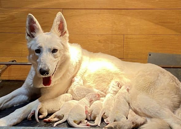 Image de la portée de chiot de l'élévage GAEC DU DOMAINE DE CRISKA