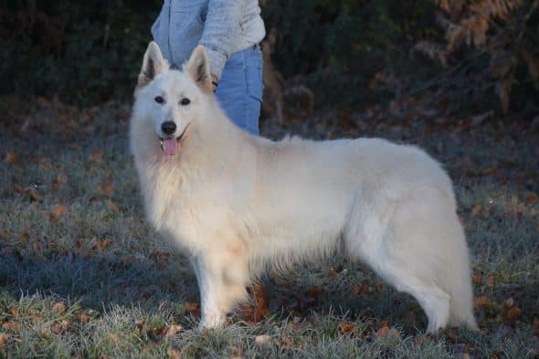 Image de la portée de chiot de l'élévage GAEC DU DOMAINE DE CRISKA