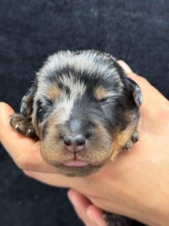 Image de la portée de chiot de l'élévage DU BERCEAU DE B FAMILY