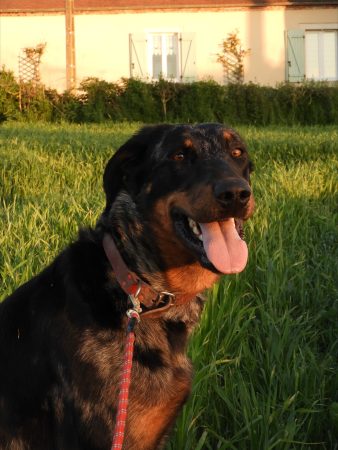 Image de la portée de chiot de l'élévage EI LEPRAT-LEMERLE SONIA