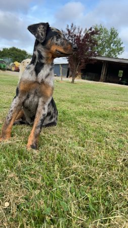 Image de la portée de chiot de l'élévage EI LEPRAT-LEMERLE SONIA