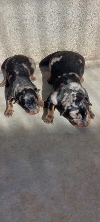 Image de la portée de chiot de l'élévage EI LEPRAT-LEMERLE SONIA