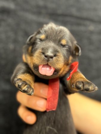 Image de la portée de chiot de l'élévage DU BERCEAU DE B FAMILY