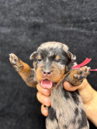 Image de la portée de chiot de l'élévage DU BERCEAU DE B FAMILY