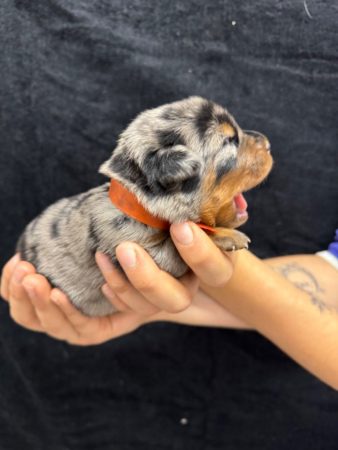 Image de la portée de chiot de l'élévage DU BERCEAU DE B FAMILY