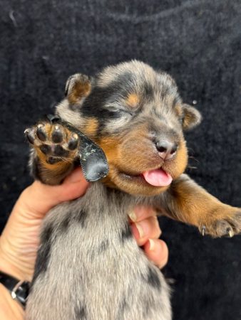 Image de la portée de chiot de l'élévage DU BERCEAU DE B FAMILY