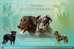 Chiots de race Berger de Beauce à vendre chez l'éleveur DE SAINTE PETRONILLE