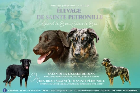 Image de la portée de chiot de l'élévage DE SAINTE PETRONILLE